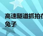 高速隧道抓拍在哪里 交警高速隧道抓了1小时兔子 