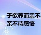 子欲养而亲不待告诉我们什么道理 子欲养而亲不待感悟 