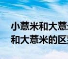 小薏米和大薏米的区别哪个更好一些 小薏米和大薏米的区别 