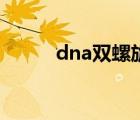 dna双螺旋结构模型 dna双螺旋 