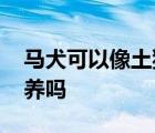 马犬可以像土狗一样养吗 马犬能当土狗一样养吗 