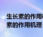 生长素的作用机理主要是它可以增加( ) 生长素的作用机理 