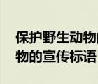 保护野生动物的宣传标语有哪些 保护野生动物的宣传标语 