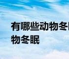 有哪些动物冬眠有哪些动物不冬眠 有哪些动物冬眠 