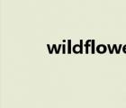 wildflower怎么读 lower怎么读 