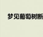 梦见葡萄树断了是什么意思 梦见葡萄树 