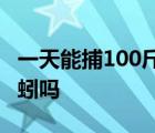 一天能捕100斤蚯蚓吗视频 一天能捕100斤蚯蚓吗 